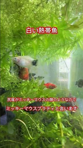 武庫之荘メダカ・熱帯魚 ミッキーマウスプラティ 2025年2月26日