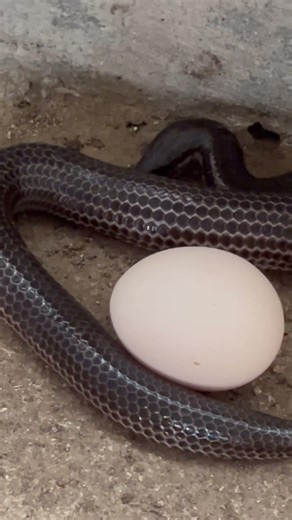 양파 호랑이 뱀은 닭 알을 먹을 것입니다.,1261 #snake #animals #egg