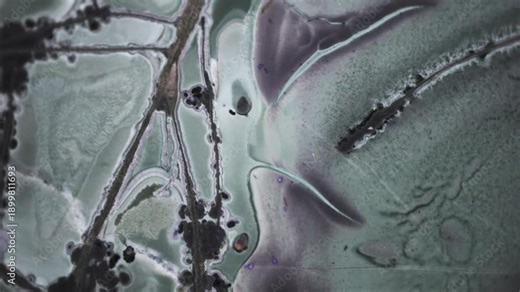 Macro photo of tinguaite with intricate mineral forms captured via microscope objective, 2.4× magnification, 15 mm field of view. Textural complexity from volatile-rich crystallization