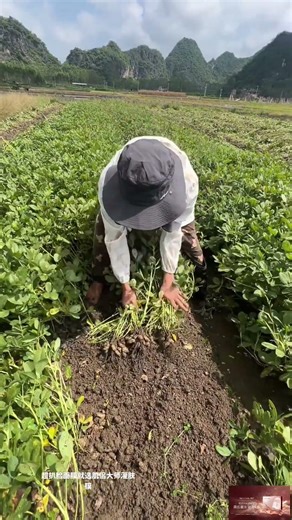 Muscle Partner Lift Master Technology Live Stream Immersive Vegetable Cutting Experience #farming