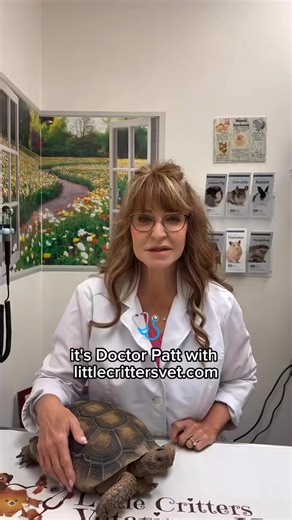 Understanding brunation care in tortoises. Winter reptile care | Little Critters Veterinary Hospital