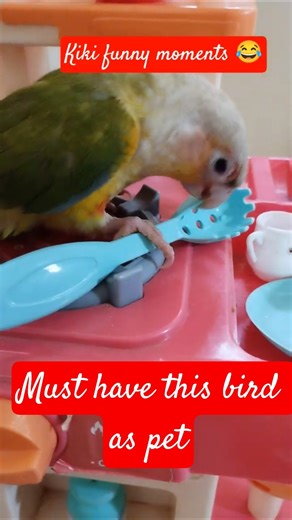 With kiki it will always be fun #pineappleconureparrot #kiki #tamedparrot