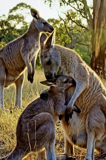 🦘 The Kangaroo Mother and Joey Bond The bond between a kangaroo mother and her joey is a blend of instinct, biology, and deep emotional connection. It’s a relationship defined by protection, patience, and unconditional love one of the most touching examples of maternal care in the animal kingdom. 1. A Unique Beginning A kangaroo’s bond with her joey begins from the moment of birth long before the joey ever sees the outside world. When a joey is born, it’s no larger than a jellybean, blind and h