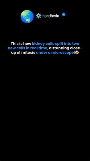 ☄️handhedu⚙️ on Instagram: "Real Microscopic Footage of Cell Division in Kidney Cells | Mitosis in Real Time (Confocal Imaging) 🔬🧬 Ever wondered how cells multiply inside your body? This clip shows real-time microscopic footage of mitosis (cell division) in kidney epithelial cells, captured using fluorescence/confocal microscopy for ultra-clear detail. In this process, the cell’s DNA condenses into chromosomes, aligns in the center, and then separates as the cell forms two daughter cells. The 