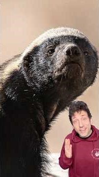 The Honey Badger is a MENACE