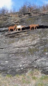 In fila indiana in parete... #caprevaldostane #arrampicata #capre #chevres #goats #ziegen #valledaosta #italy | Marzia Verona