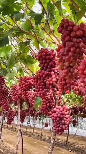 Cara Menanam Anggur di China: Tips dan Trik Petani Terampil