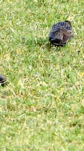 La "Foulque macroule" est un oiseau aquatique de la famille des Rallidae, tout comme la Gallinule poule d’eau avec laquelle elle est souvent confondue. Oiseau aquatique s’il en est, la Foulque affectionne les plans d’eau, même petits, les lacs, étangs et rivières car elle y trouve toute sa nourriture et de quoi bâtir son nid #extraordinairenature | Extraordinaire Nature