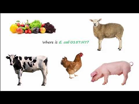 E. coli 0157:H7 Part 1 - Transmission
