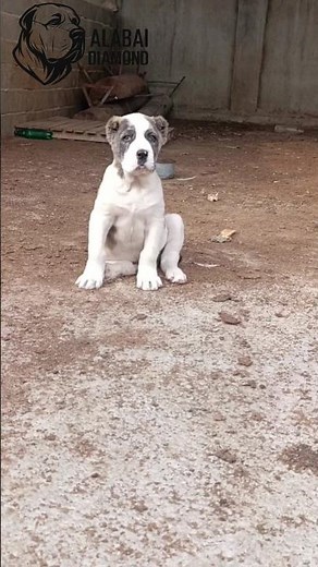 the beautiful puppy alabai famle😍👍🏼 #alabai #bigdogs #alabailife