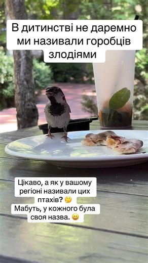 Горобці: як називали цих птахів у різних регіонах України?