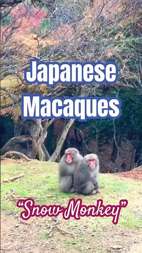 📍KYOTO, JAPANESE MACAQUES (snow monkeys)