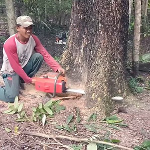 294K views · 1.9K reactions | A professional skill man cutting down tree from bottom tree | Making Video | Facebook