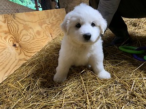 Livestock Guardian Dog - Great Pyrenees Puppy. Today we are working on a stall in the barn for our new coyote killer, Angel! A little while back we had a coyote attack that killed 3 of our new baby lambs. We've decided to pull the trigger and get a livestock guardian dog or LGD for short. Angel is our new 5 week old great pyrenees puppy that will be our flock guardian. | Sheraton Park Farms