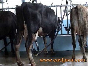 Dairy Cow Breed - Pasuruan - East Java