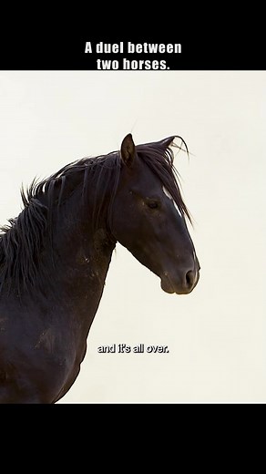 Intense Mustang Stallion Fights for Dominance