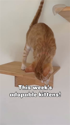 Get ready for a dose of cuteness overload! 😻 Meet the playful, purring, and oh-so-adorable kittens currently waiting to steal your heart (and maybe your lap!) this week. Come visit, cuddle, and maybe find your newest furry family member! 💕 | The Caffeinated Cat Cafe