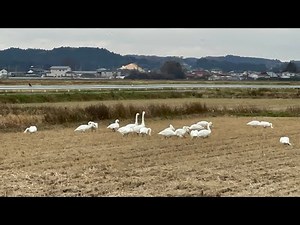 白鳥が落穂を食す 2024年11月下旬 宮城県黒川郡大郷町