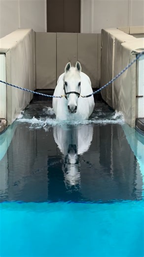 One in every color! #pegasustrainingandrehab #geldingsofinstagram #coltsofinstagram #warmbloodsofinstagram #showjumpersofinstagram #eventingnation #eventersofinstagram #dressagehorsesofinstagram #cowhorsesofinstagram #reininghorsesofinstagram #nrhareining #ushja #wshja #usef #usdf #equinesofinstagram #horsesofinstagram #equestriansofinstagram #equinerehab #equinerehabilitation #horsepool #equinefitness #equinefitnessandrehabilitation #horsepower #bayhorse #blackbeauty #grayhorse #painthorse #che