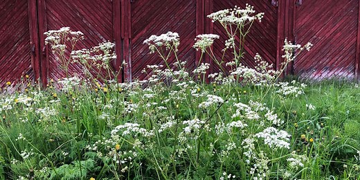 Poison Hemlock Is Popping Up Everywhere Right Now and It Can Seriously Harm Your Pets