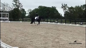 48K views · 5.1K reactions | Our stallion Janeiro Platinum had his...