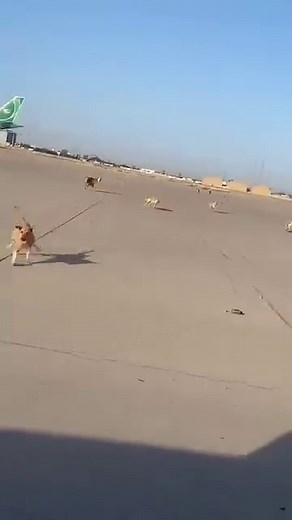 Who let these dogs... In! A pack of dogs captured chasing a car on the tarmac at Baghdad International Airport. A few weeks ago, a strag pack of dogs impacted a passenger flight in Bolivia, forcing the pilots to perform a rejected takeoff at a critical point. 📹 Unkown/DM for credit #dogs #baghdad #iraq #airport #aviation | A Fly Guy's Cabin Crew Lounge