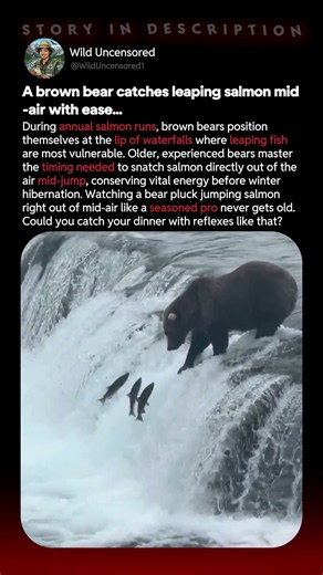 Bear Catches Salmon Mid-Air!