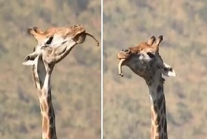 Bizarre Viral Video: Giraffe Chewing Bone Leaves Internet in Shock