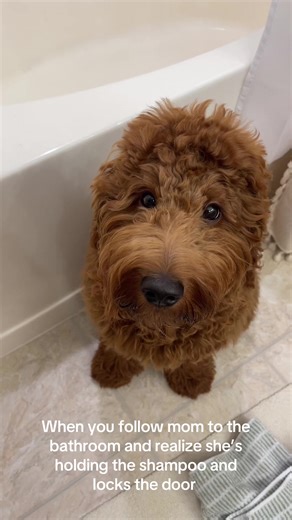 #goldendoodle #velcrodog | mini goldendoodle