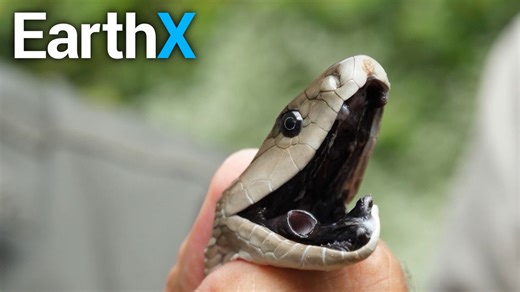 CRAZY | Mamba Eating a Rat WHOLE | Snake Season | EarthX