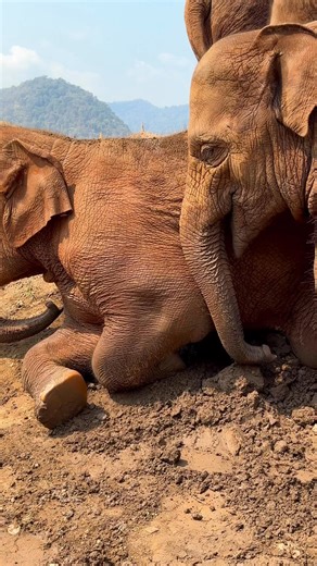 On a sun-warmed mound of dry earth, elephants gather to socializenudging gently, vocalizing softly, and enjoying a shared dust bath. At Elephant Nature Park, these simple, playful moments strengthen the bonds that hold the herd together. 🐘☀️ ที่ Elephant Nature Park พวกเขาได้เรียนรู้การสื่อสาร การเคารพพื้นที่ของกันและกันสร้างสายใยอันแน่นแฟ้นในโขลงและเติบโตไปพร้อมกันอย่างงดงามในสังคมของพวกเขาเอง Learn more about the work of Elephant Nature Park and book your visit at the link below ; https://www