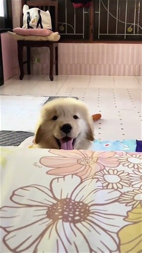 Smiling Pup's Lucky Charm: A Heartwarming Video You Can't Miss