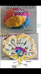 Intresting science models | Heyaan's World