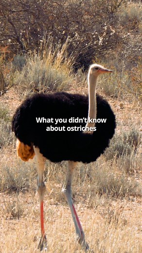 This fun fact Friday, we’re talking ostriches! 😮As the largest living birds, they can stand up to 2.7m tall and weigh up to 130 kg. 💨They're not just big; they're built for speed too, clocking in at up to 72 km/h! 🥚Their eggs, the largest of any bird species, can weigh over 1.3 kg. 🤝They work as a parenting team. In a display of communal nesting, multiple females contribute eggs to a single nest, while the dominant female incubates them during the day. At night, the male guards the precious 