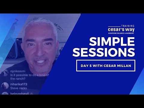 What Training Cesar's Way Means To Cesar Millan