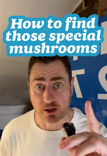 Mushroom Foraging Tips for the End of Summer
