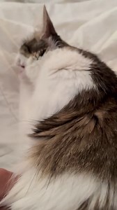 Does anyone know why my cat can’t meow properly? When she tries to meow loudly, it sounds like she’s blowing air out