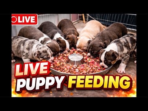 LIVE Feeding Time 🐶🥣 | PMD Exotic Bullies
