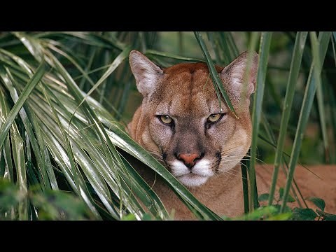 nature documentary - The Cougar Unmasked: Separating Myth from Reality - cougar myths