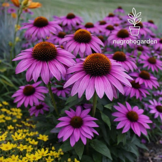 50 Bright Purple Coneflower Seeds, Echinacea Perennial Flowers, Vibrant Purple Blooms - Etsy