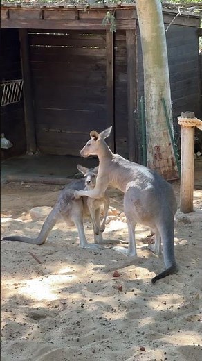 Kangaroo Courtship: The Dance Before Mating! #Kangaroo #Wildlife #AnimalBehavior #NatureLovers