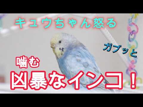 [Episode 55] Kyu-chan gets angry!! The parakeet has become ferocious! Is Mom away on a trip? Kyu-...