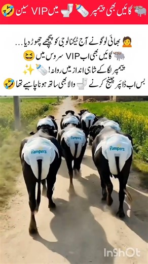 Even cows got VIP treatment today 🐄😂 Pampers on, style strong! 😎✨#funny #shortvideo