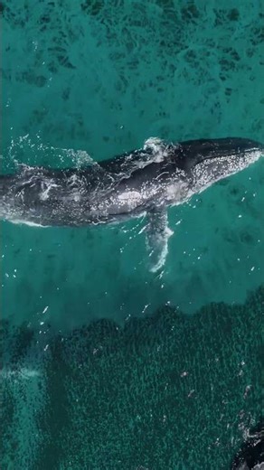 Invoking the whale nations - Chama Das Águas