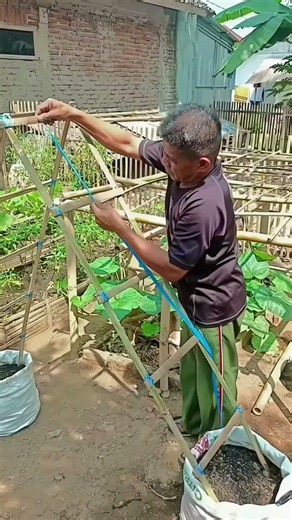 DIY Bamboo Ladder Trellis for Climbing Veggies! 🌱