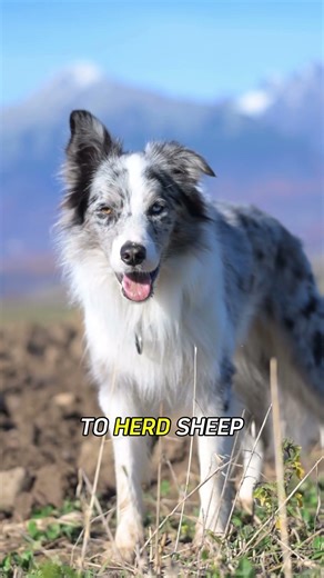 Border Collie – The Smartest Dog Ever 🐶!