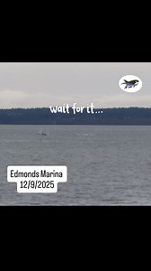 Members of our beloved K Pod came for a visit today and provided this wonderful show of breaching, tail lobs, and other surface behavior. This video was taken by our executive director, Jeff Hogan, from the shore at Edmonds Marina #KPod #southernresidentkillerwhales #killerwhaletales #killerwhale #orca #orcasighting #salishsea | Killer Whale Tales