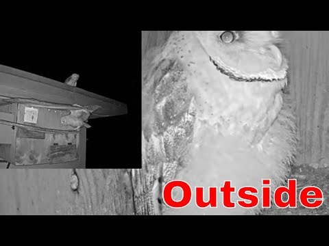 🦉 Major Leap Forward | Barn Owl Nestling Moves From Porch to Building Roof