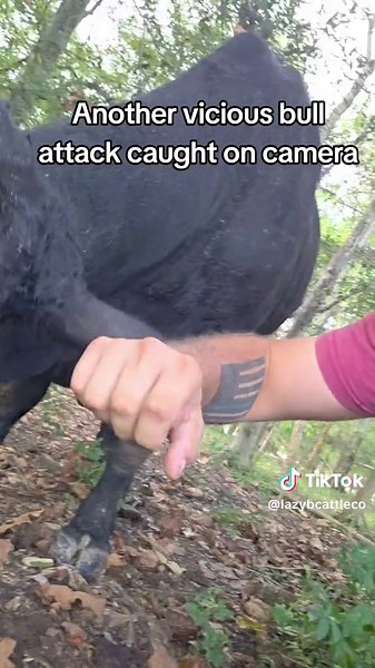 Cattle Fatalities: Yearly Bull Attack Statistics
