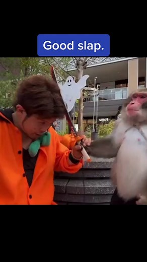 Can’t even be mad at the monkey 🐒 #funny #fail #prank #shoutoutot (via unknown)